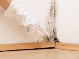 Best Water Damage & Mold Remediation  in Thoreau, NM